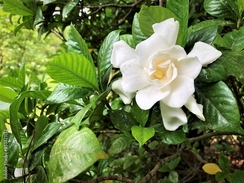 Pretty gardenia flower (Gardenia jasminoides) blooming in the green leaf background , Spring in Georgia USA.
