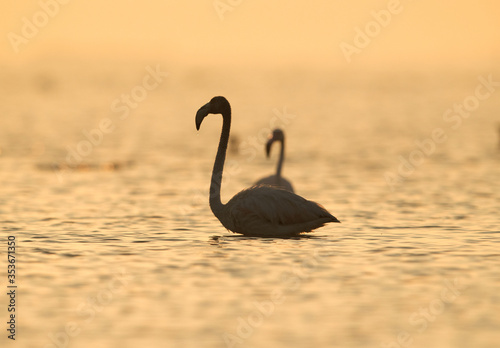 Greater Flamingos in the morning at Asker  Bahrain