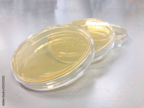 the agar plate, agar medium