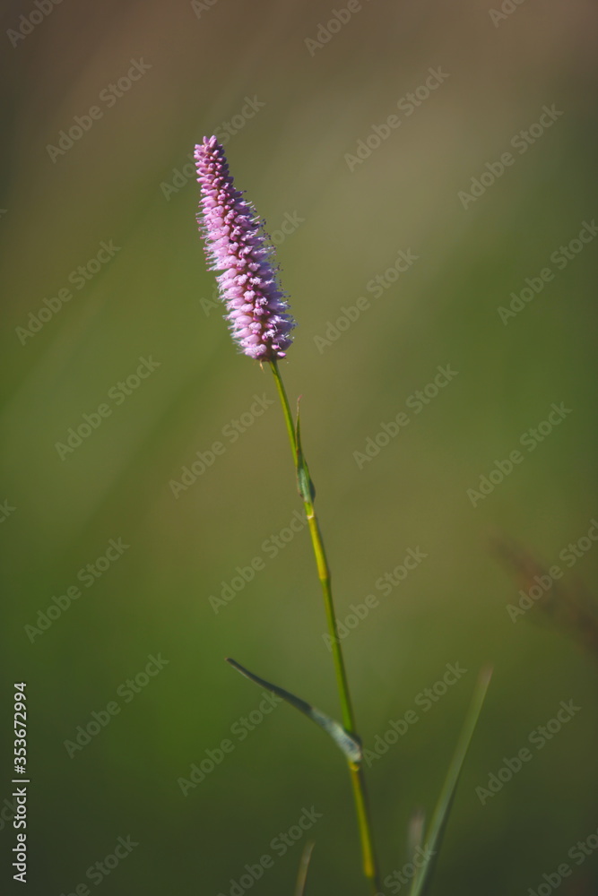 close up of a purple flower