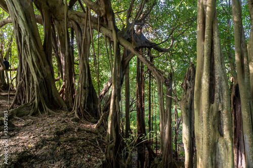 Cordoba, Colombia. January 6, 2020: Tree walking or Matapalo on Isla Fuerte photo