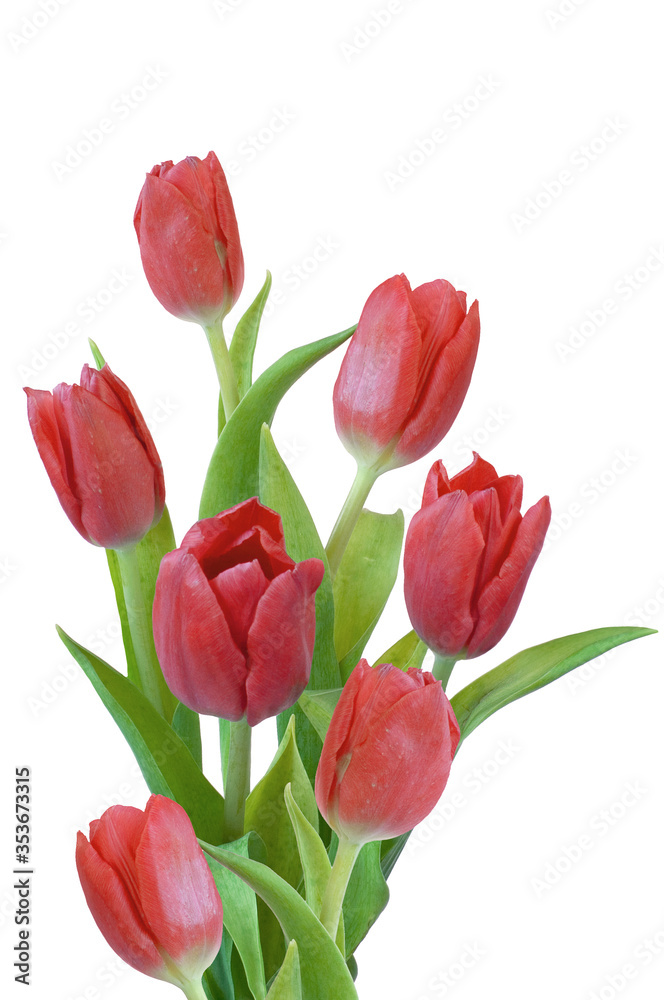 bouquet of red tulips izolated bouquet of red tulips izolated