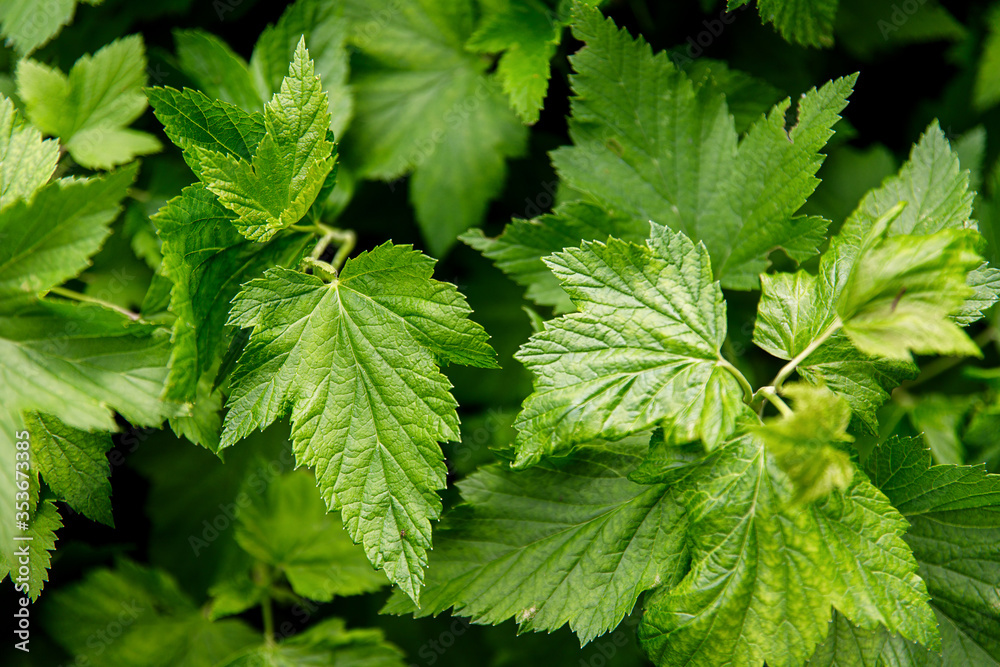 currant leaves on the bushes close-up currant leaves on the bushes close-up