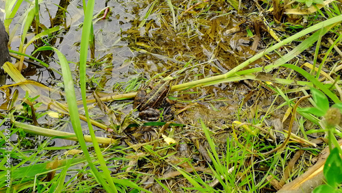 two frogs in the river thickets