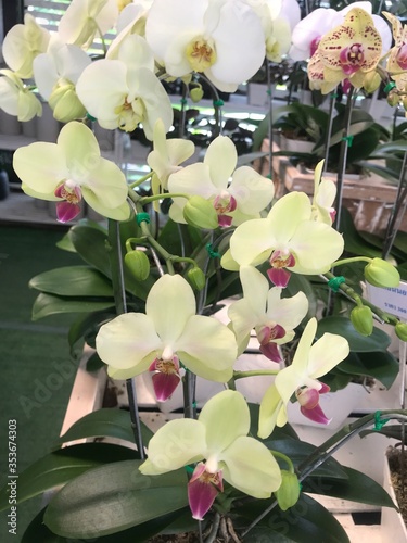 THE beautiful Orchidaceae