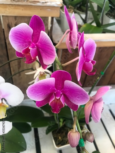 THE beautiful Orchidaceae