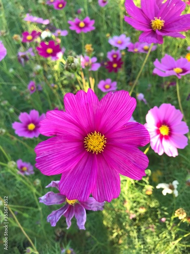 pink flowers in the garden