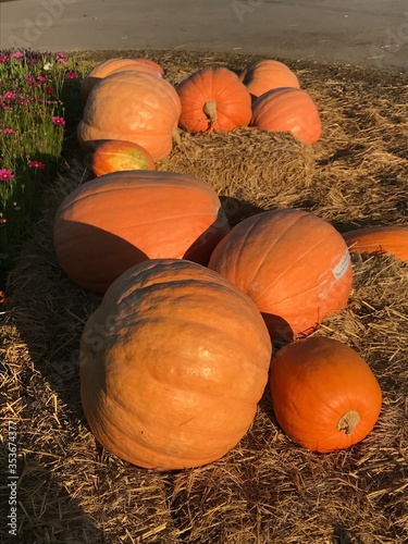 pumpkins in a field