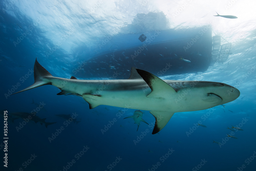 Obraz premium Shark below the boat in Tiger Beach, Bahamas.