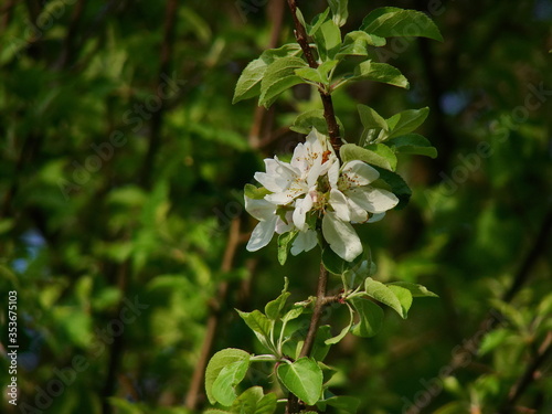 white cherry flowers in the spring