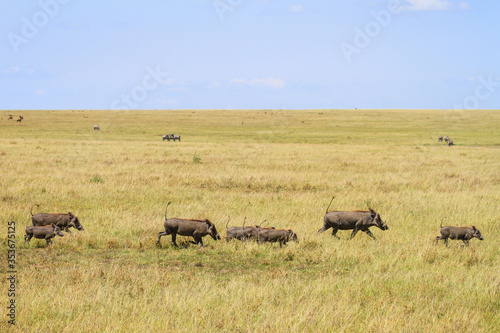 Warthog family running with tails sticking up on grass with blue sky. Lake Nakuru National Park, Kenya, Africa. "Phacochoerus africanus" adults with piglets © Nicola.K.photos