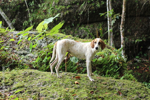 Dog with light fur stands on a green rock in the jungle.