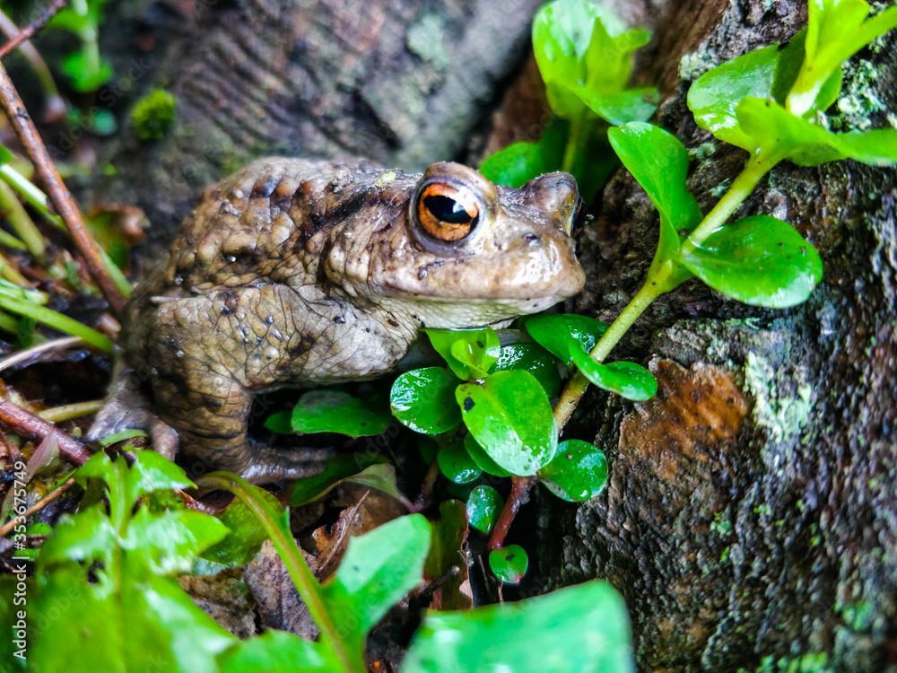 Obraz premium European common frog