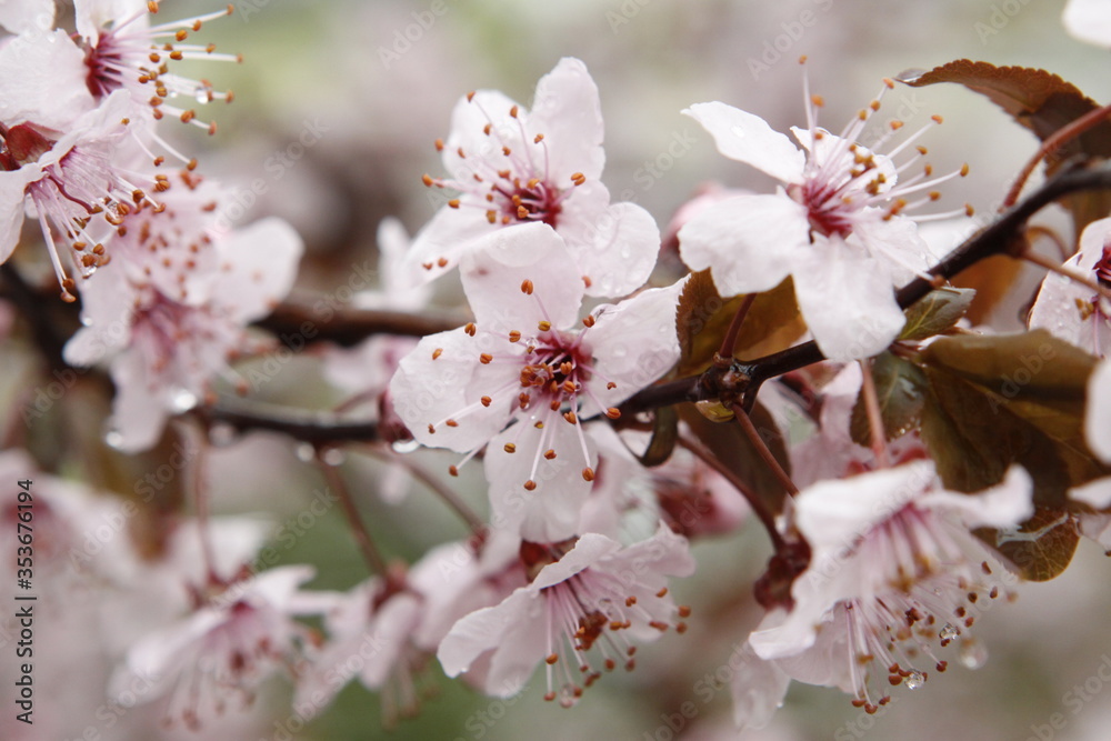 Fototapeta premium Pink Purple Plum Tree Blossoms, Flowers with Leaves Emerging and Water Drops