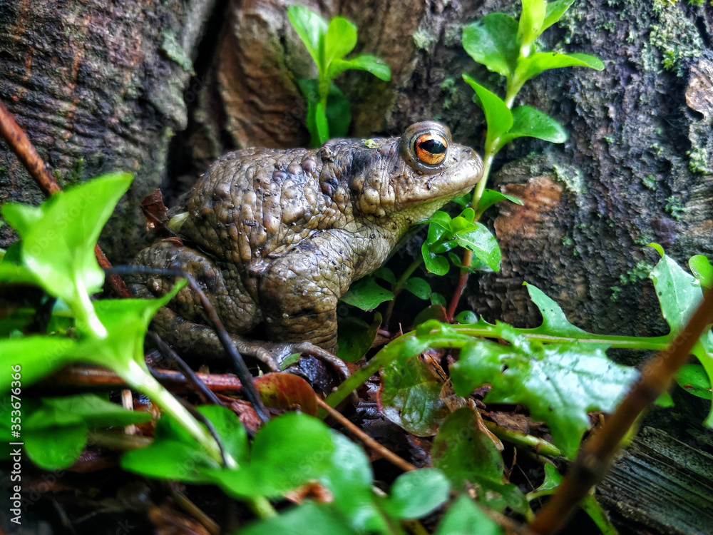 European common frog European common frog