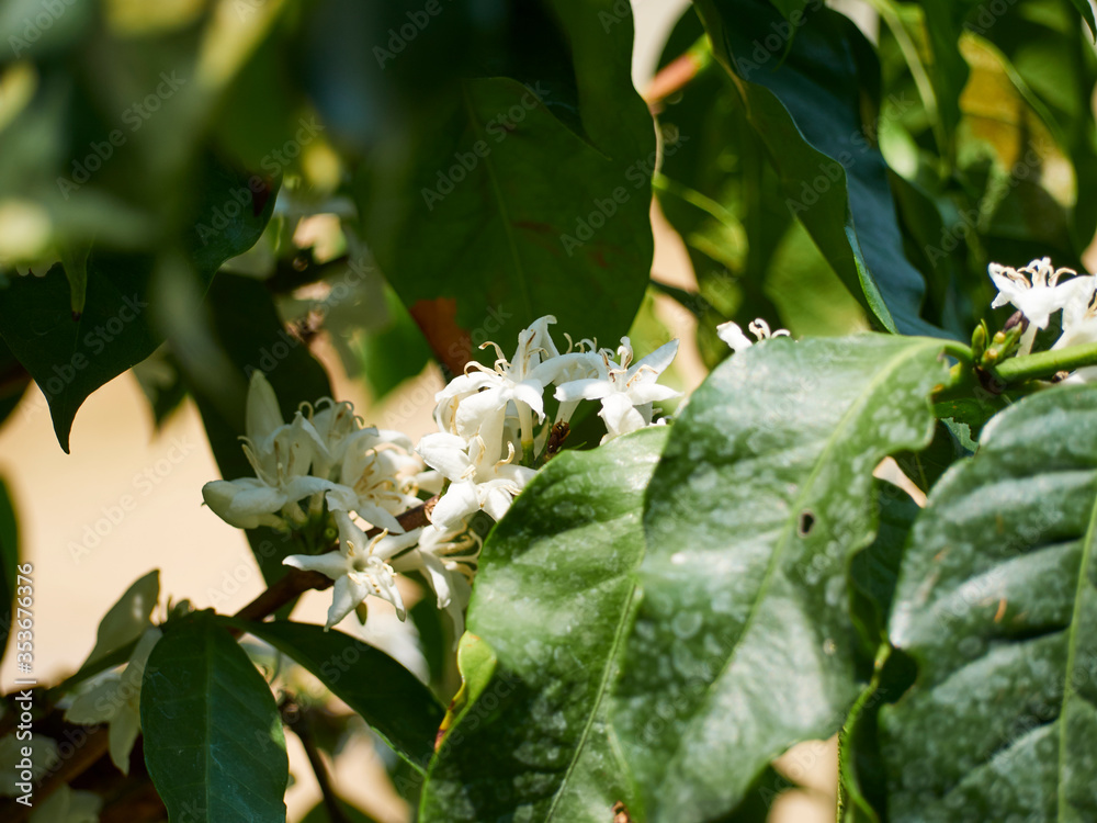 Obraz premium Coffee tree with white flowers.