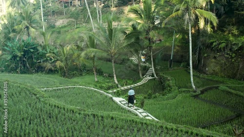 Rice Field Bali Indonesia Rice Terrace 