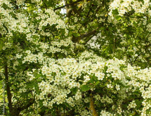 Common hawthorn branch covered with tiny white flowers. Hawthorn blossom, close-up. Flowers of Midland hawthorn, Crataegus laevigata, Common hawthorn, Crataegus monogyna. Selective shallow focus