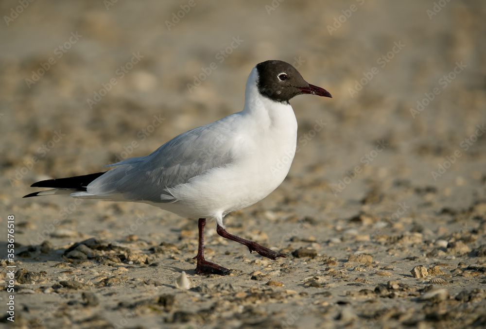 Portrait of a Black-headed gull, Busaiteen coast, Bahrain Portrait of a Black-headed gull, Busaiteen coast, Bahrain