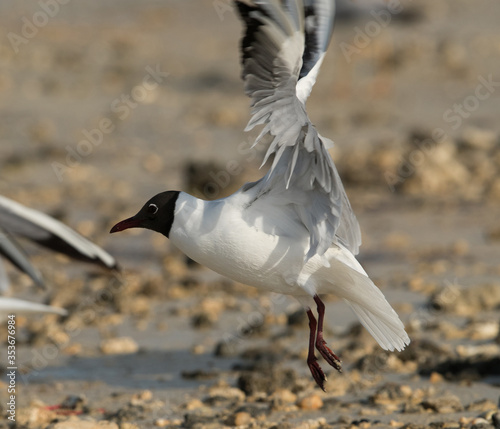 Black-headed gull takeoff