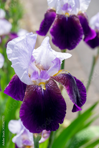 German iris - iris germanica. It is called    Doitsu Ayame    in Japan. 