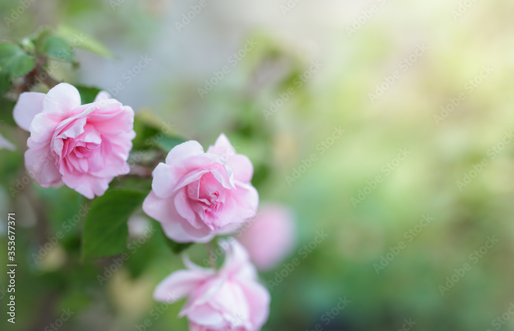 blossom pink rose flower in a garden.