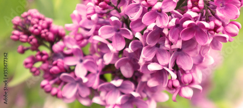 Macro image of spring lilac violet flowers. Selective focus. Banner.