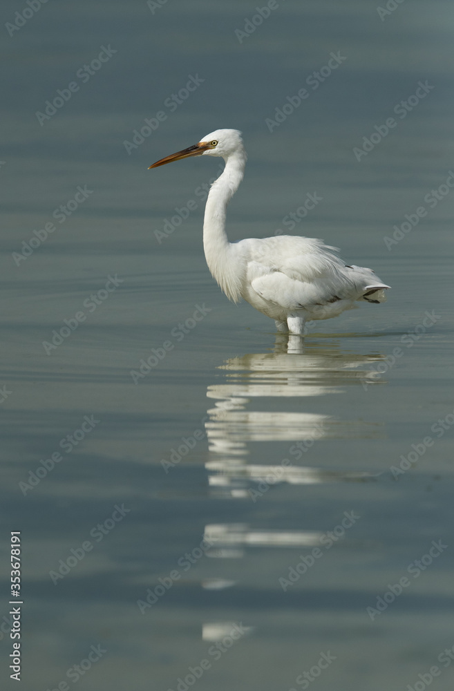 Western reef egret white morphed at Busaiteen coast, Bahrain Western reef egret white morphed at Busaiteen coast, Bahrain