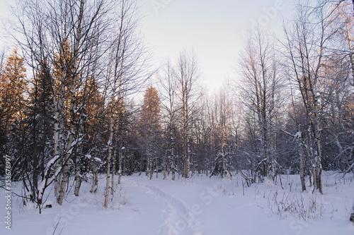 Winter Russia Forest Trees Mountains Snow Cold Path Creek Trees