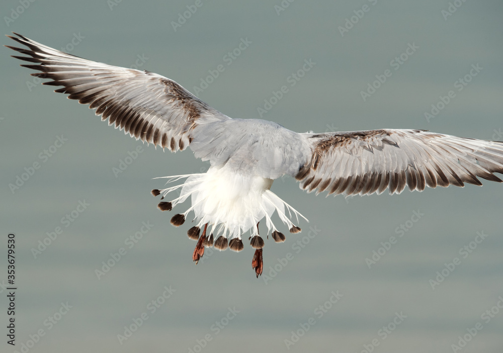 Black-headed gull with details of feathers, Busaiteen coast, Bahrain Black-headed gull with details of feathers, Busaiteen coast, Bahrain