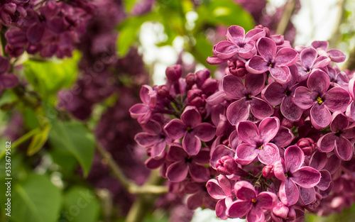 Lilac flowers  Syringa vulgaris . Lilac blooming branch. Blooming Lilac gardens  abstract soft floral background. Closeup  selective focus.