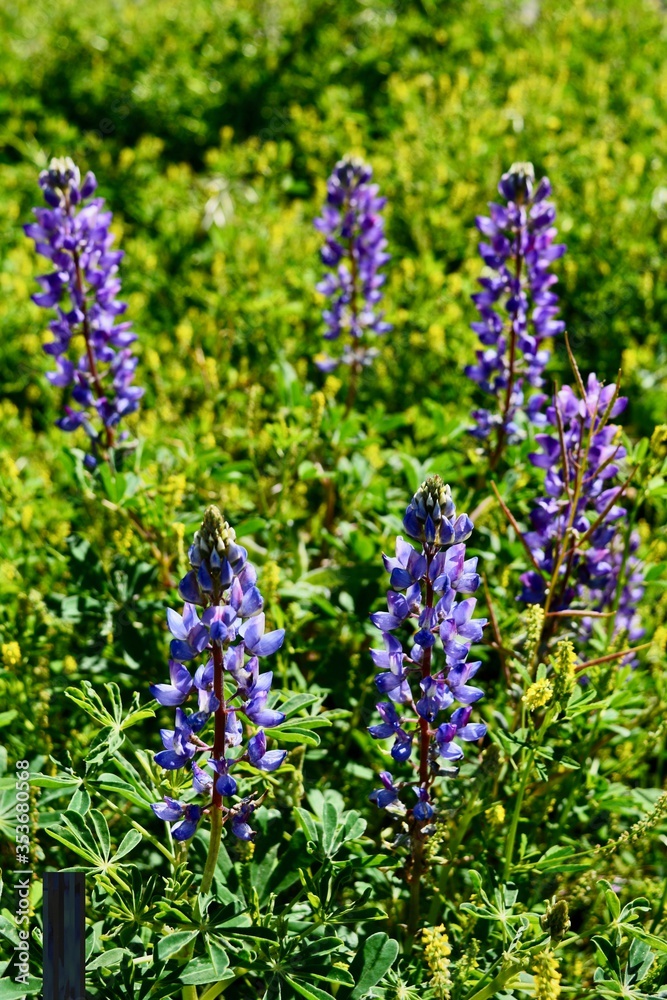 Fototapeta premium Lupine Desert Spring Arizona Landscape