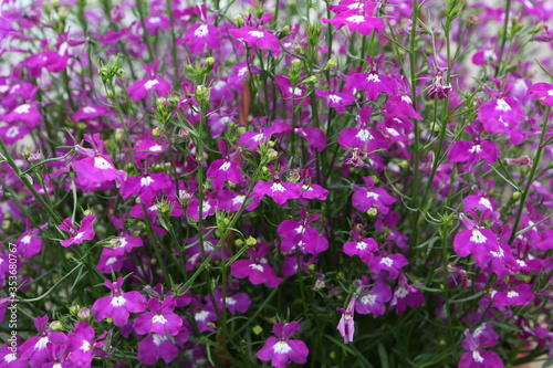 Many small purple flowers of lobelia in garden. Blossoming of lobelia. Lobelia bloom in flowerpot. Spring plants, nature. Postcard with flowers: lobelia. Macro photo. Seasonal gardening with flowers photo