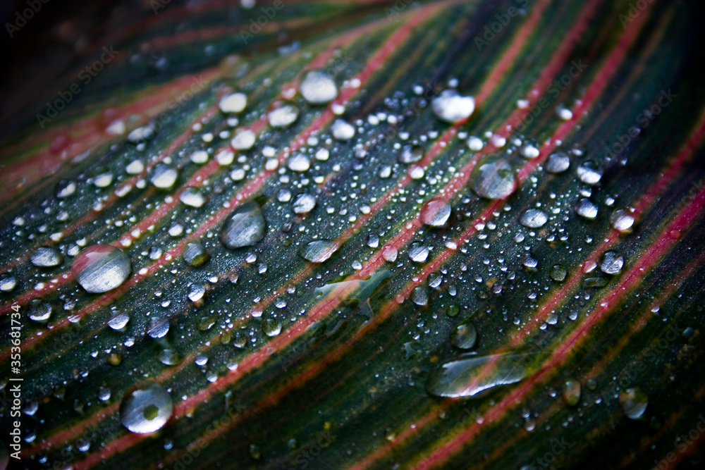 Fototapeta premium Canna Leaf with Water Droplets, Variegated Striped Leaves with Raindrops, Dew Drops