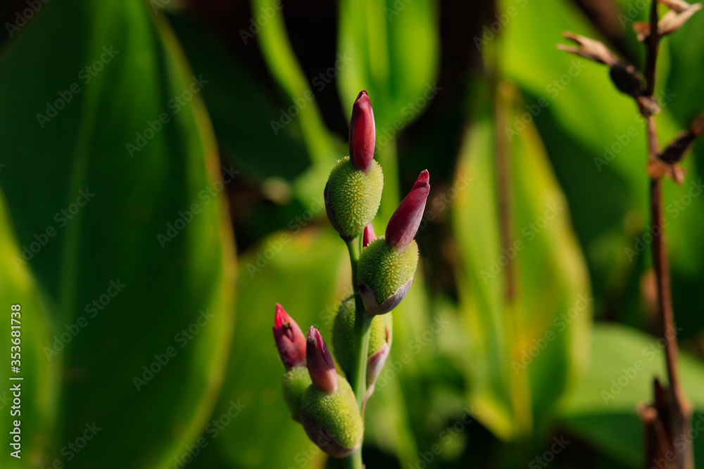 close up of grooving flower in greenish background close up of grooving flower in greenish background