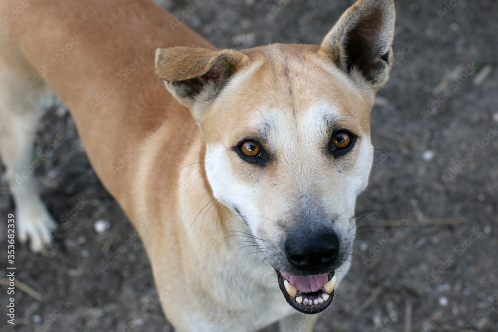 Young brown dog looking up eye contact Young brown dog looking up eye contact