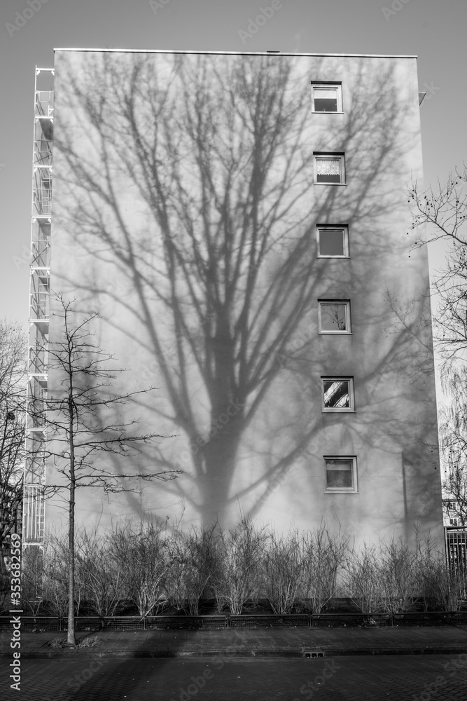 shadow of a tree on an apartment building