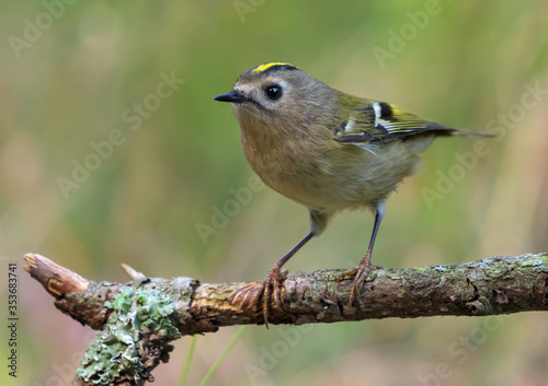 Skinny Goldcrest (regulus regulus) sitting and posing on lichen branch near a water pond in green forest 
