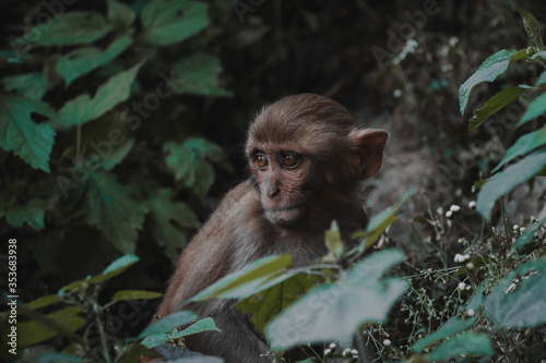 Macaque rhesus in the dark forest. Monkey in Kathmandu. Wildlife in Nepal