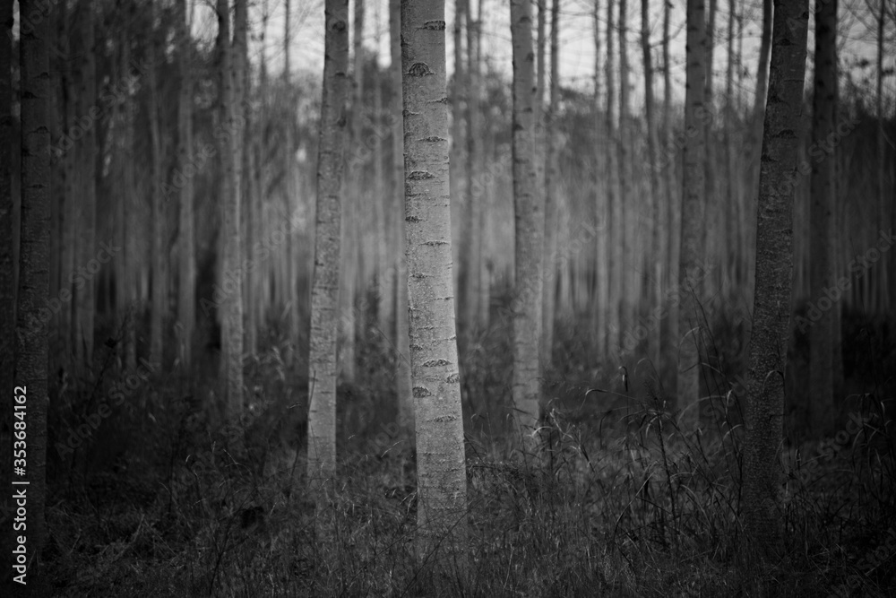 Naklejka premium dark wood texture