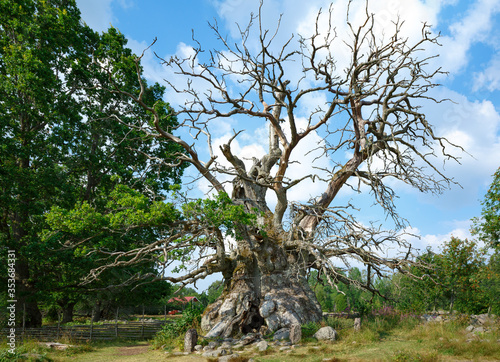 Rumskulla Oak, one of the oldest tree in europe, Sweden, 2019