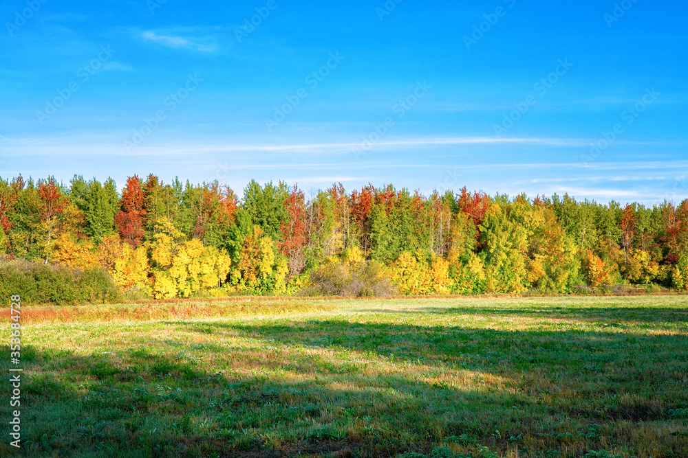 Autumn forest in front of a meadow against a blue sky. Autumn landscape