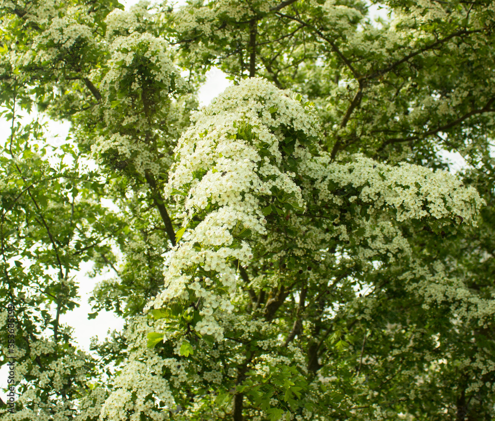 Common hawthorn branch covered with tiny white flowers. Hawthorn blossom, close-up. Flowers of Midland hawthorn, Crataegus laevigata, Common hawthorn, Crataegus monogyna. Selective shallow focus Common hawthorn branch covered with tiny white flowers. Hawthorn blossom, close-up. Flowers of Midland hawthorn, Crataegus laevigata, Common hawthorn, Crataegus monogyna. Selective shallow focus