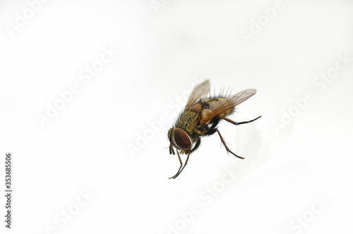 fly close-up on white background © BENEJAM