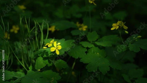 yellow flower of celandine on a green background of leaves. The game of the light beam