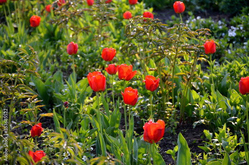 beautiful flowers in the garden, tulips and not only