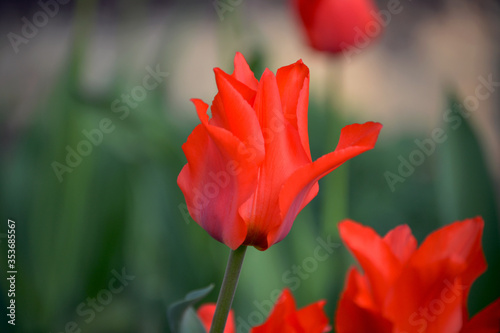 beautiful flowers in the garden, tulips and not only