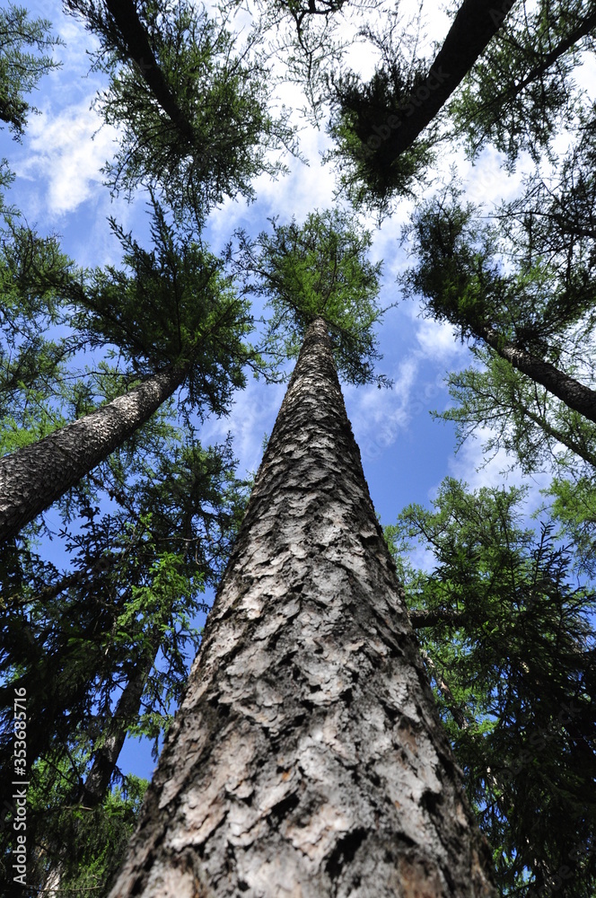 Century-old tall pines in the Park.