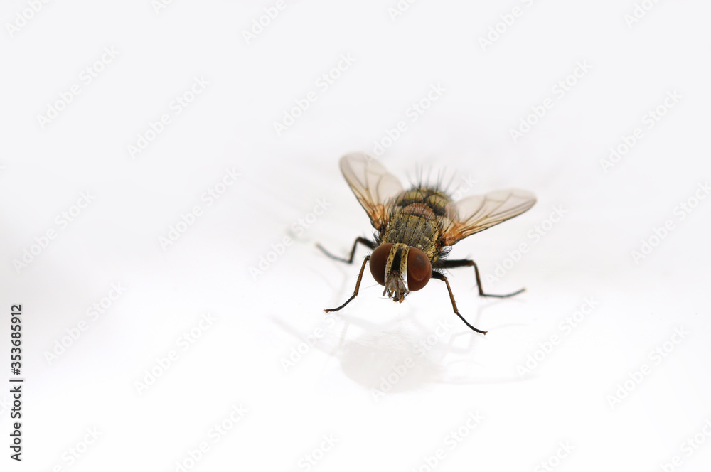 fly close-up on white background fly close-up on white background