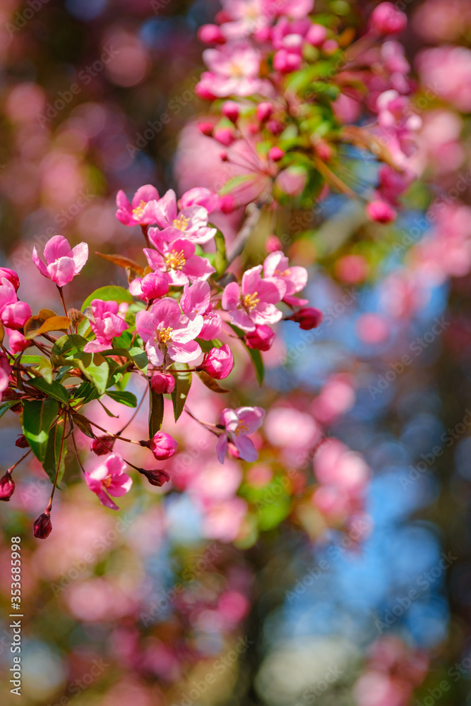 Close-up of a branch of bright pink Cherry Blossom flowers Close-up of a branch of bright pink Cherry Blossom flowers